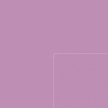 Diffuse (lily)