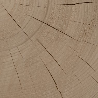 timber-013